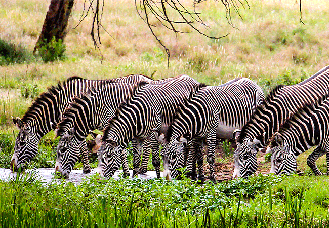 borana-conservancy-laikipia-grevy-zebras Borana Conservancy