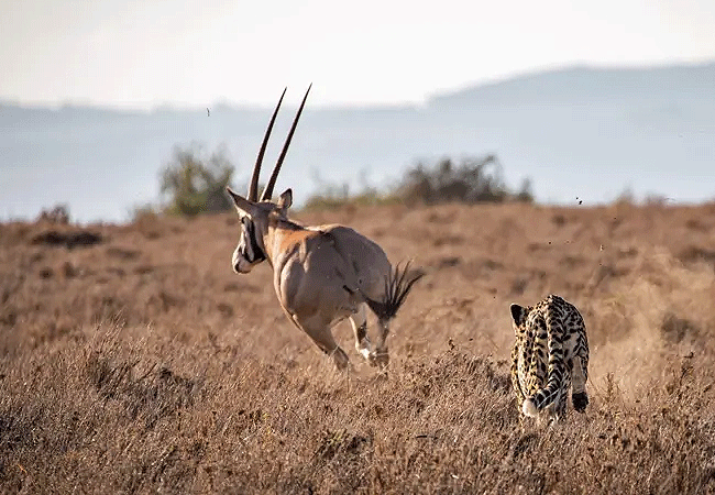 borana-conservancy-laikipia-kenya-beisa-oryx Borana Conservancy