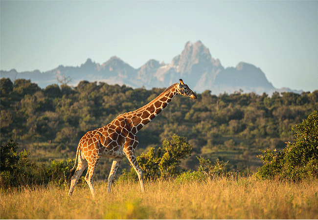 borana-conservancy-laikipia-kenya-reticulated-giraffe Borana Conservancy