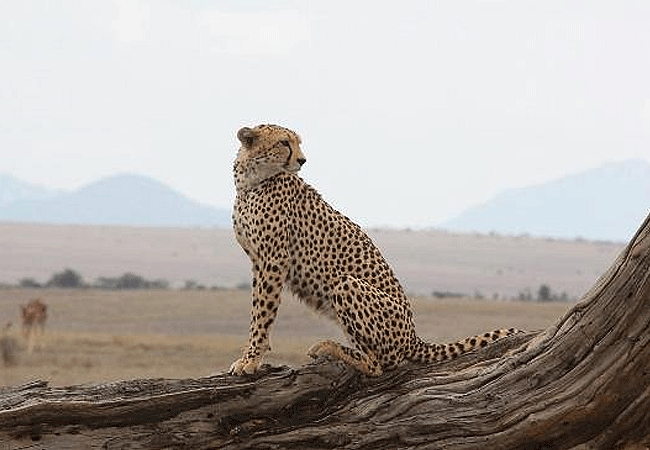 borana-conservancy-laikipia-kenya-reticulated-white-cheetah Borana Conservancy