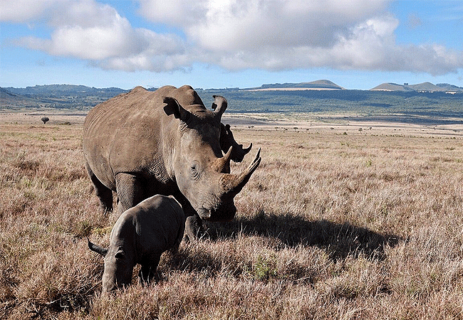 borana-conservancy-laikipia-kenya-reticulated-white-rhino Borana Conservancy