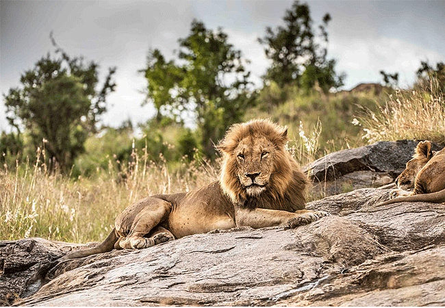 borana-conservancy-lion Borana Conservancy