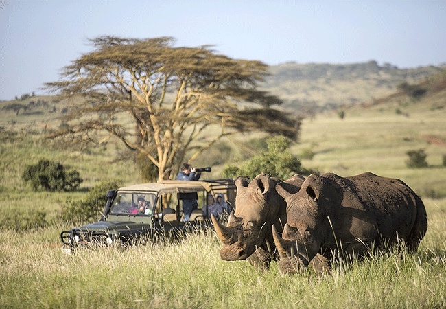 Lewa Conservancy Animals