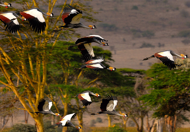 Lewa Wildlife Conservancy