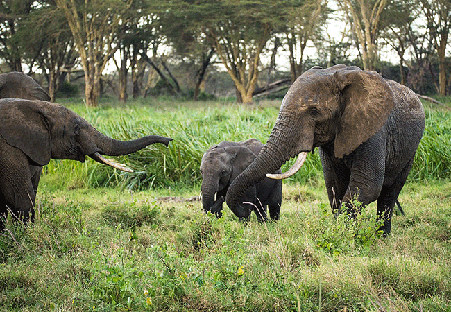 Lewa Conservancy Animals