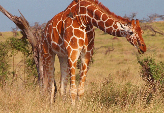 Lewa Conservancy Animals