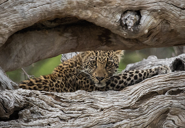 Lewa Conservancy Animals