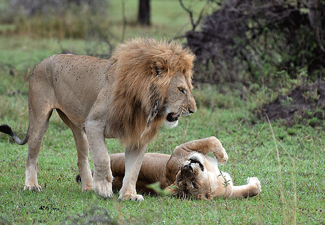 Lewa Conservancy Animals