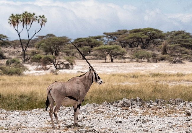 Shaba National Reserve