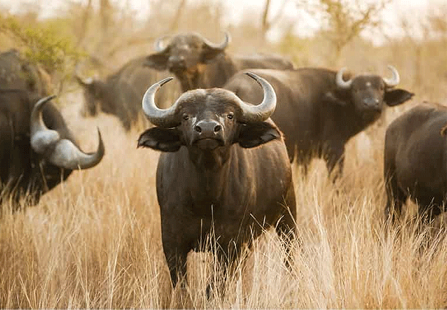 Shaba National Reserve