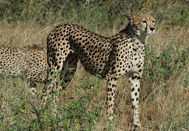 Shaba National Reserve