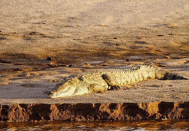 Shaba National Reserve