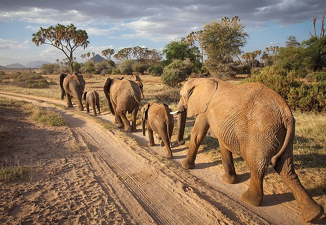 Shaba National Reserve