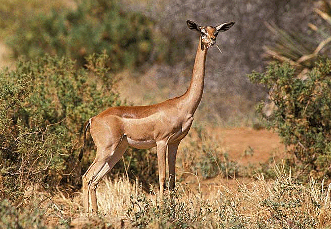 Shaba National Reserve