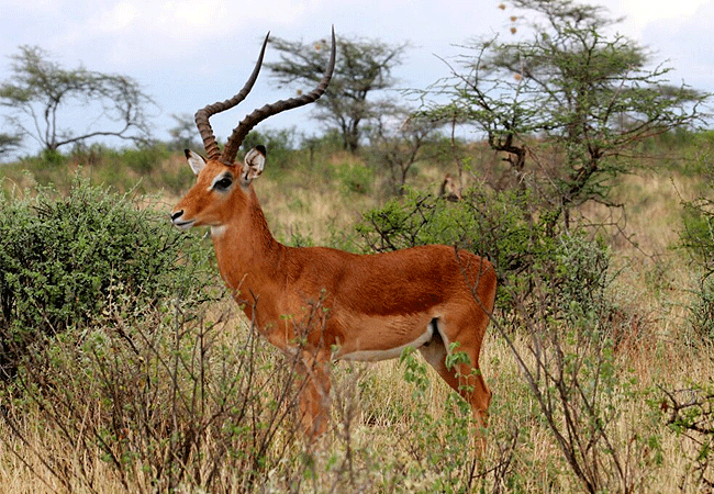 Shaba National Reserve