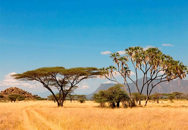 Shaba National Reserve