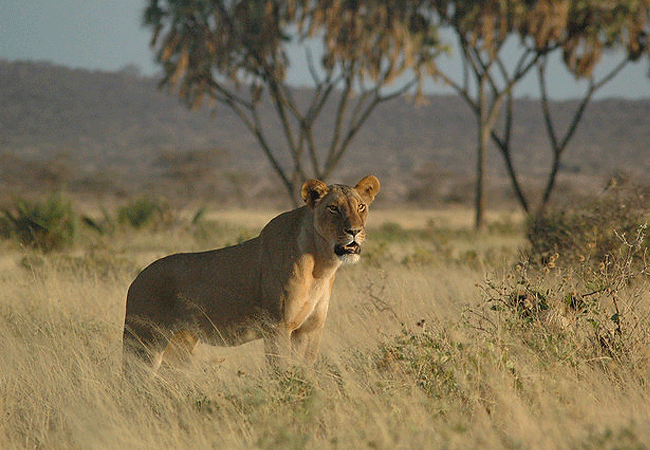 Shaba National Reserve