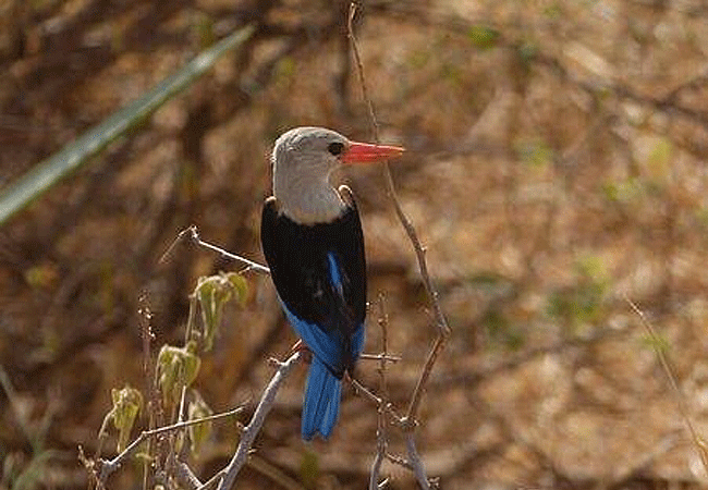 Shaba National Reserve