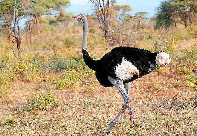 Shaba National Reserve