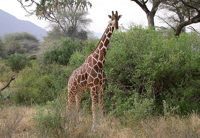 Shaba National Reserve