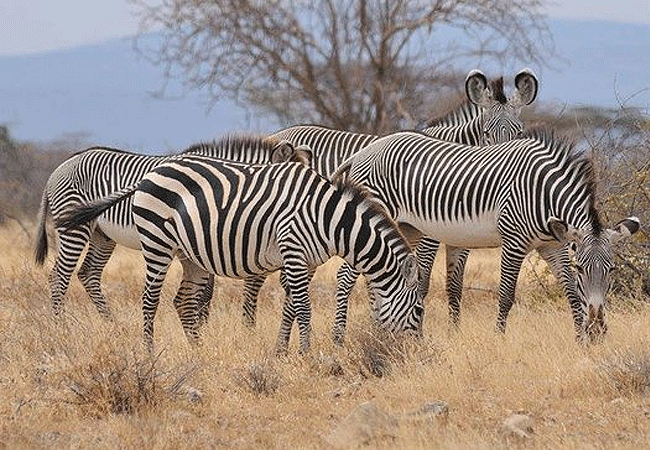 Shaba National Reserve