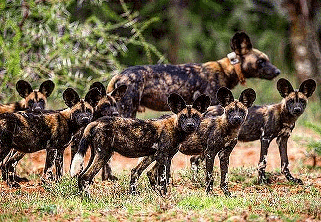 Shaba National Reserve