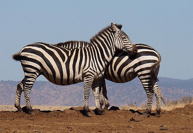 borana-conservancy-laikipia-common-zebras Borana Conservancy