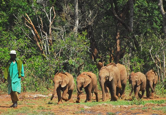 Daphne Sheldrick Elephant Orphanage