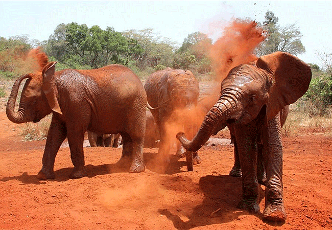 Daphne Sheldrick Elephant Orphanage