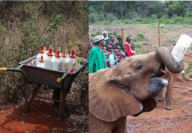 Daphne Sheldrick Elephant Orphanage