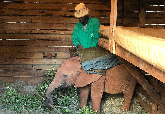 Daphne Sheldrick Elephant Orphanage