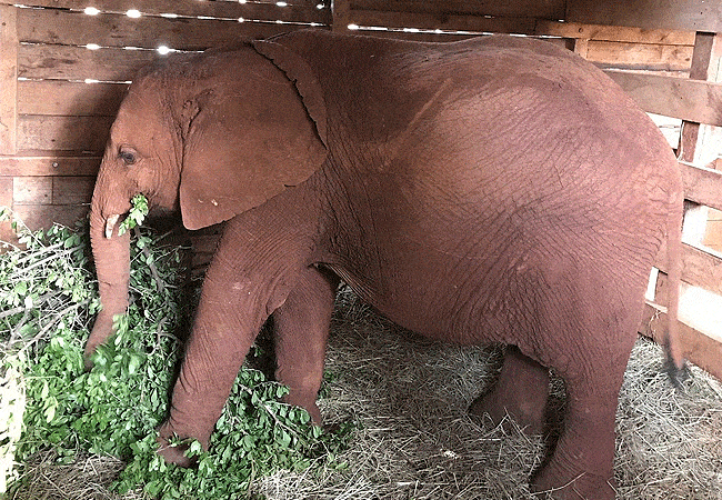 Daphne Sheldrick Elephant Orphanage