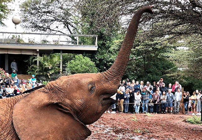 Daphne Sheldrick Elephant Orphanage