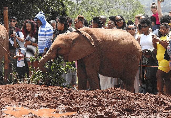 Daphne Sheldrick Elephant Orphanage