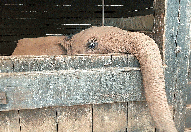 Daphne Sheldrick Elephant Orphanage