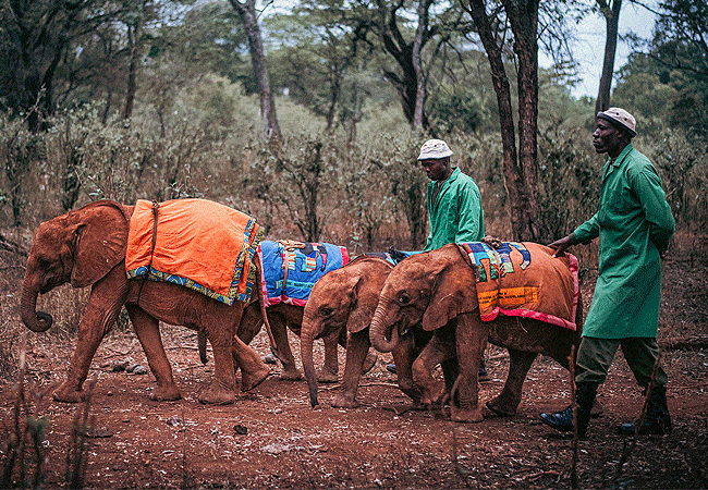 Daphne Sheldrick Elephant Orphanage