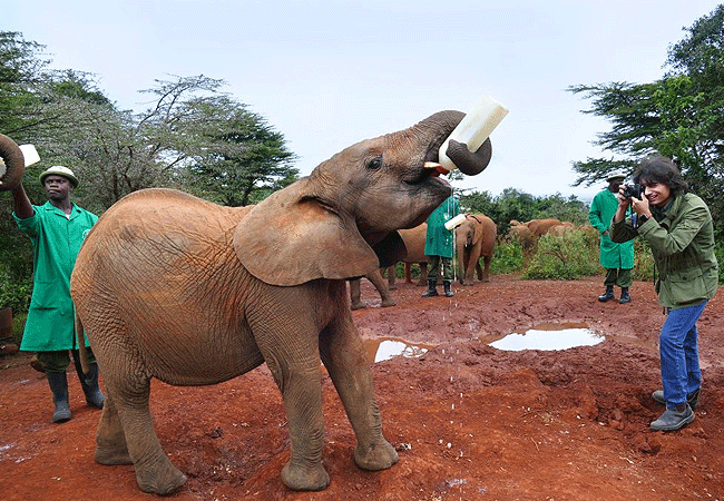 Daphne Sheldrick Elephant Orphanage