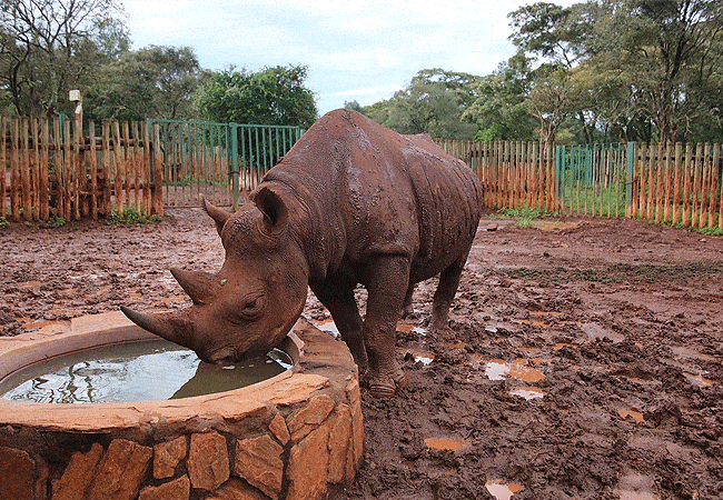 Daphne Sheldrick Elephant Orphanage