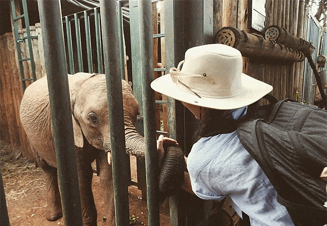 Daphne Sheldrick Elephant Orphanage