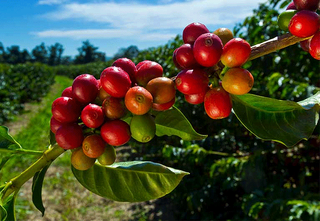 Fairview Estate Coffee Farm Tour