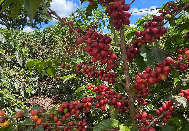 Fairview Estate Coffee Farm Tour