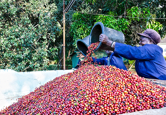 Fairview Estate Coffee Farm Tour