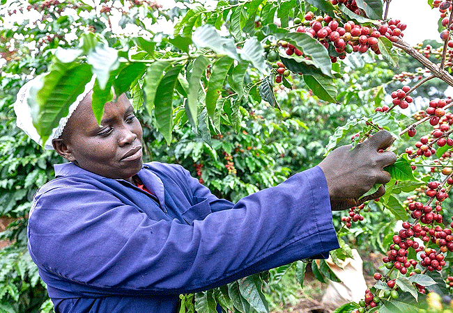 Fairview Estate Coffee Farm Tour