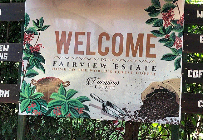 Fairview Estate Coffee Farm Tour