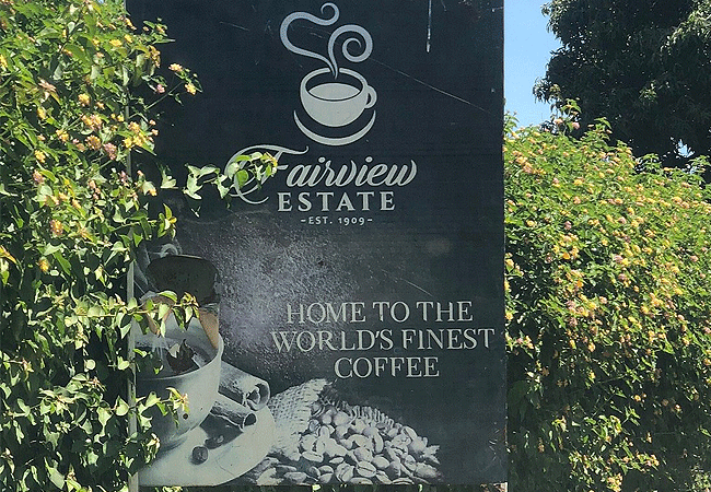 Fairview Estate Coffee Farm Tour