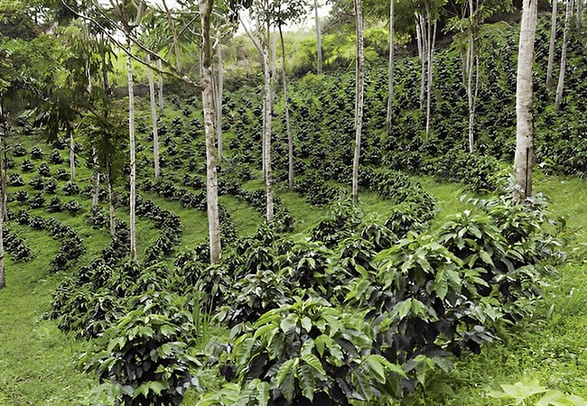 Fairview Estate Coffee Farm Tour