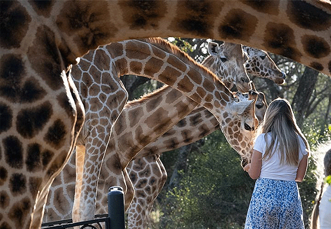 Giraffe Centre Nairobi