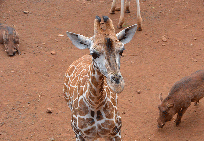 Giraffe Centre Nairobi