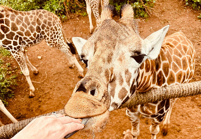 Giraffe Centre Nairobi