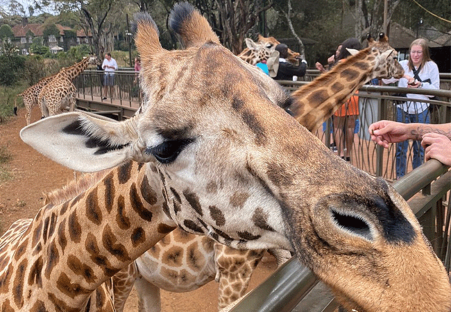 Giraffe Centre Nairobi